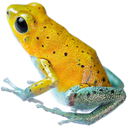 Rambala Poison Frog